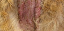 犬の膿皮症