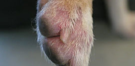 犬のアトピー性皮膚炎